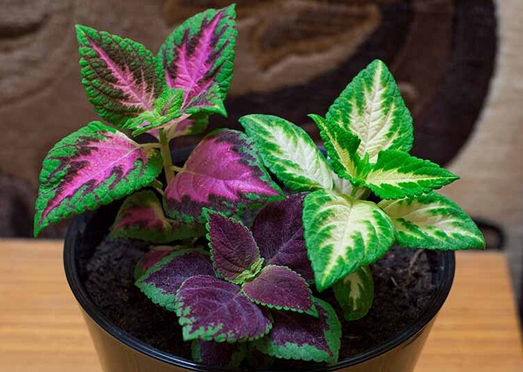 Coleus